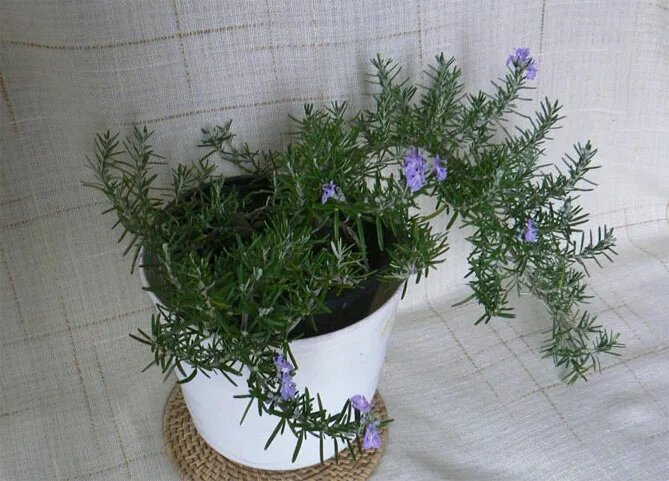 Фото из Яндекс картинки