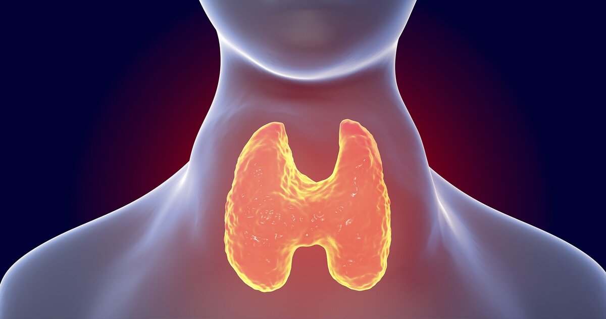 Щитовидка жара. Эндокринолог щитовидная железа. Функции щитовидной железы. Здоровье щитовидной железы. Здоровье щитовидной железы.