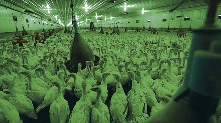    ФОТО ИТАР-ТАСС/ ВЛАДИМИР СМИРНОВ Снизим потребность в инкубационном яйце из-за рубежа!