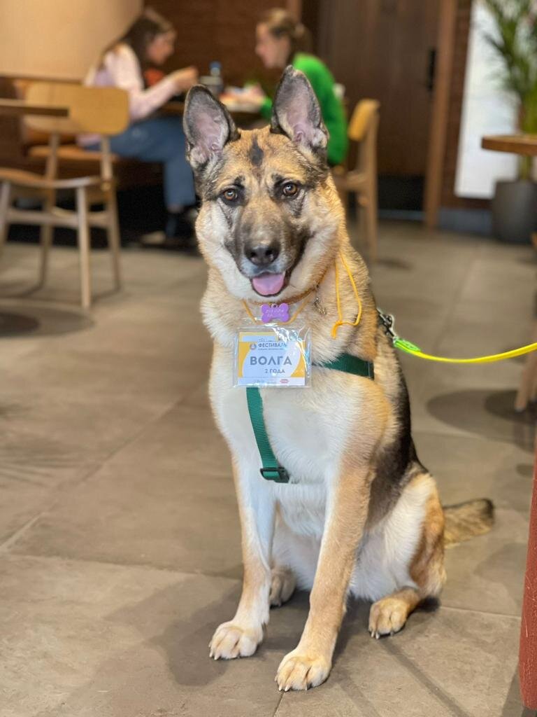 Посмотрите, Какая красивая и гармоничная собака!