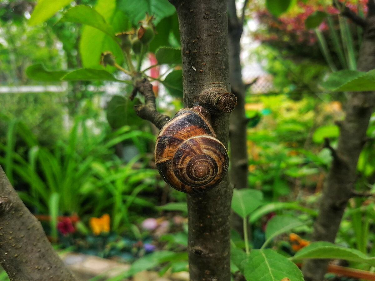 Улитка спит, как и автор, когда они ему снятся
