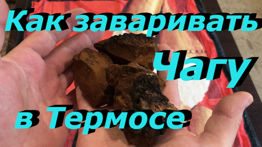 Как заваривать чагу правильно пропорции для чая. Как заваривать чагу в термосе. Как заваривать чагу. Как заваривать чагу правильно. Как заваривать чагу в термосе правильно.