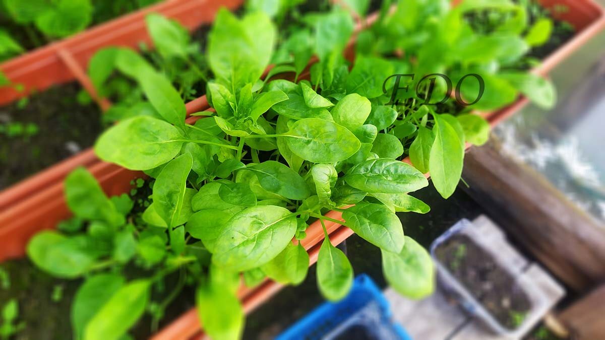 Шпинат удивительно полезен