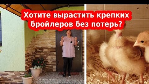 Чем кормить цыплят бройлеров с первых дней, чем пропаивать