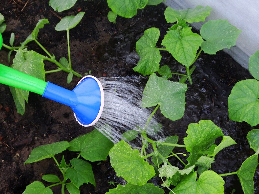 Наши огурчики любят теплую водичку!!!