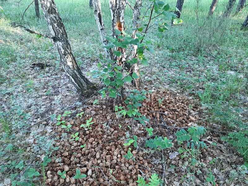 Если вы думаете, что шишки не растут на березах, то в лесах можно встретить наглядное пособие, где под березой лежат шишки.