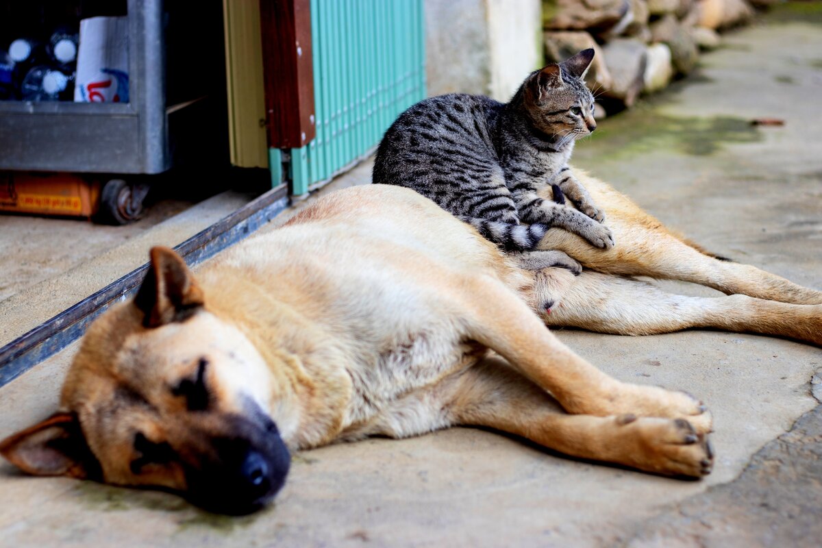 Кошки любят высоту ("постаралась" эволюция: высматривают добычу) и обозначение "собственности", территории. 