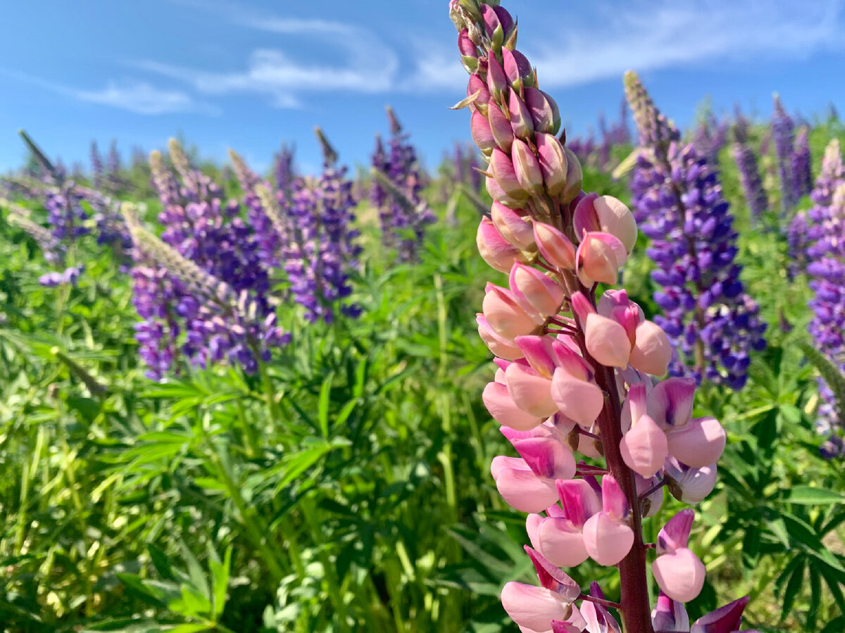 Люпины! Нашлись))