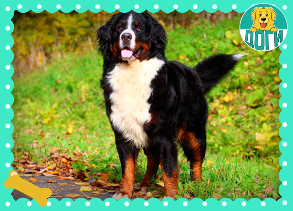 На прогулке. Фото в свободном доступе