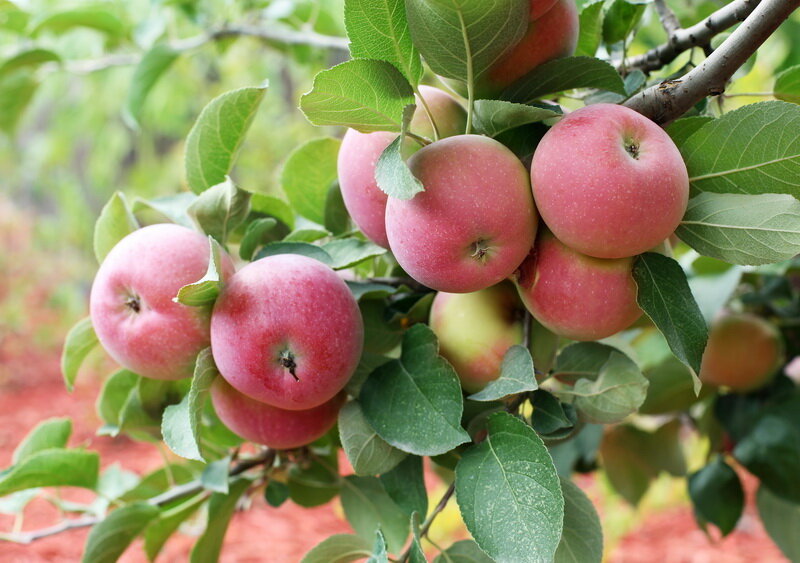 Поздние (зимние) сорта яблони