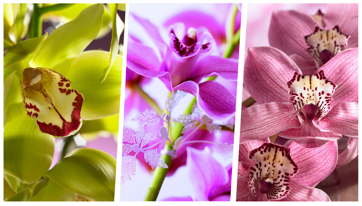 Применение гидропоники для выращивания орхидей