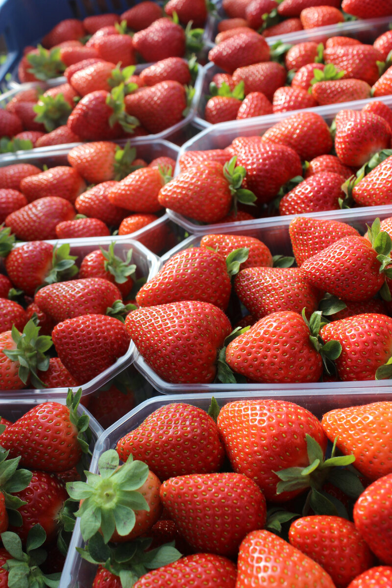 Клубника, выращенная в провинции Уэльва (Андалусия, Испания) / © РИА Новости / Елена Шестернина