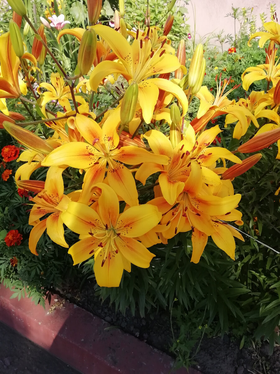 Не люблю лилии, но эти понравились.. Фото автора. 