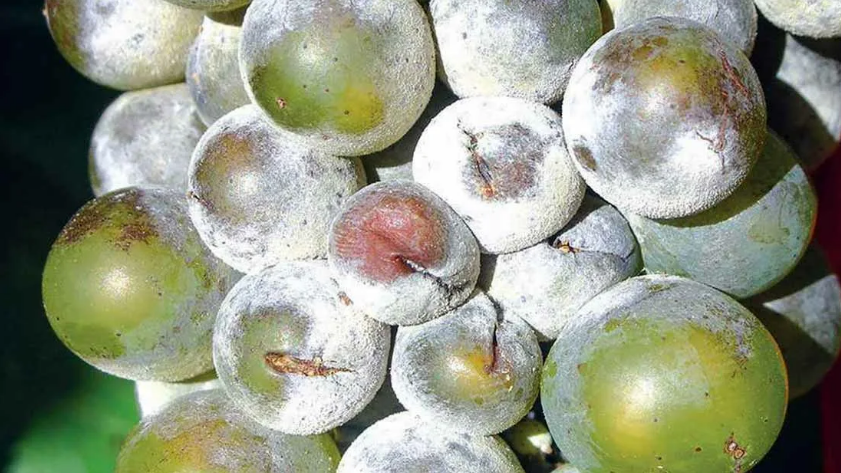 Белый налет на винограде: причины появления и как лечить