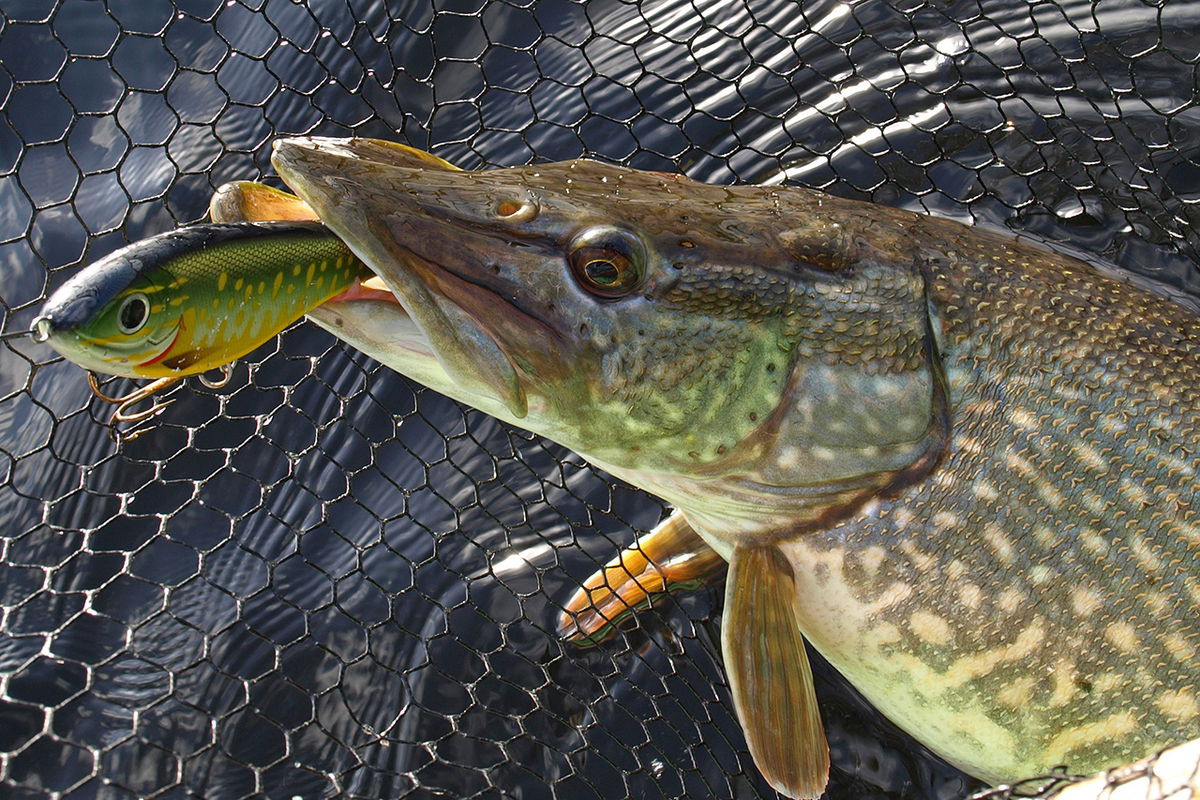 Приятная щука