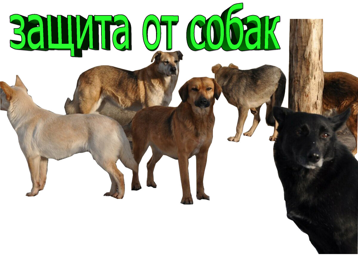 Бродящие псы