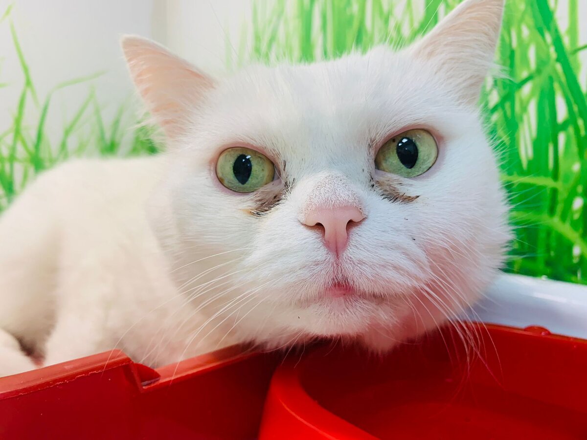 Кира передает вам привет 