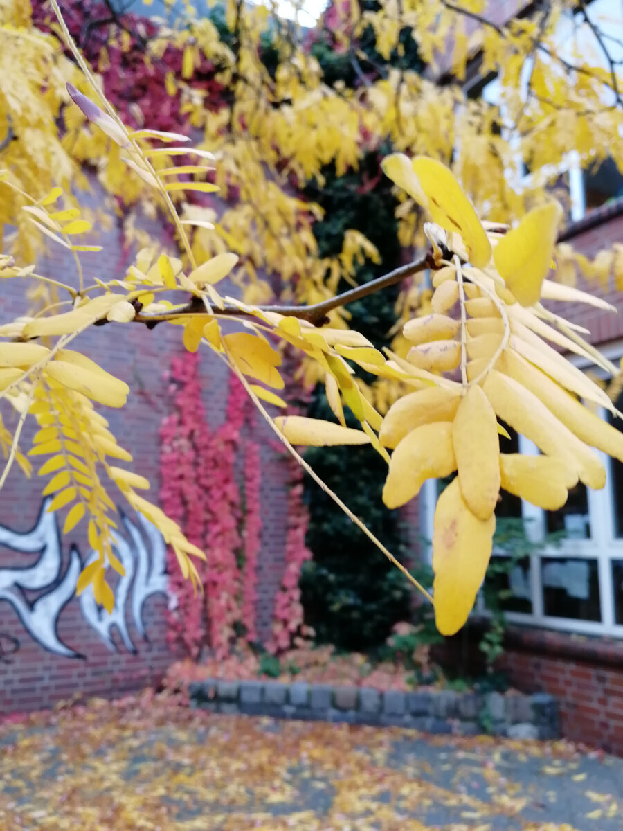 На фото - Берлинская осень 2019.