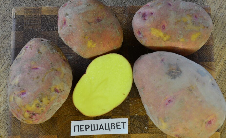 Картофель сорт Першацвет