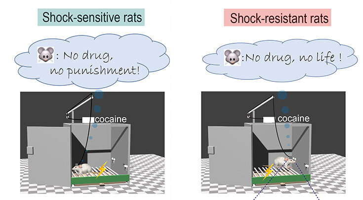   Yang Chen et al. / Science Advances, 2022