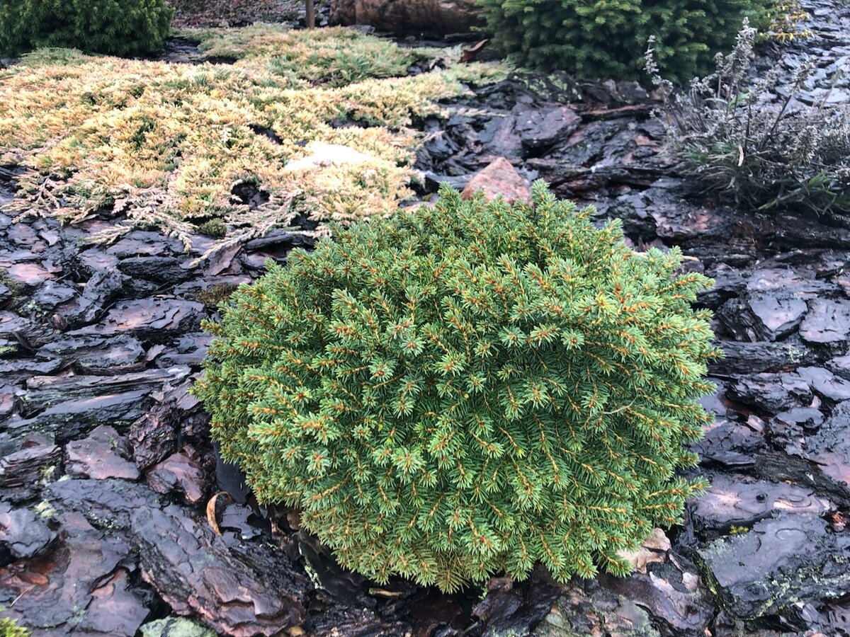 Ель Литл Джем 