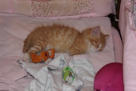 Конечно же, это именно ее эта кроватка и ждала! Убедить в обратном не удалось