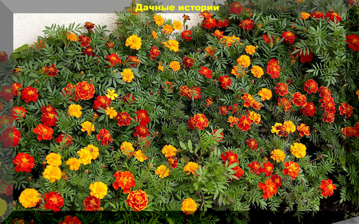 https://vk.com/photo-159774511_457258982. Бархатцы Тагетес Кармен