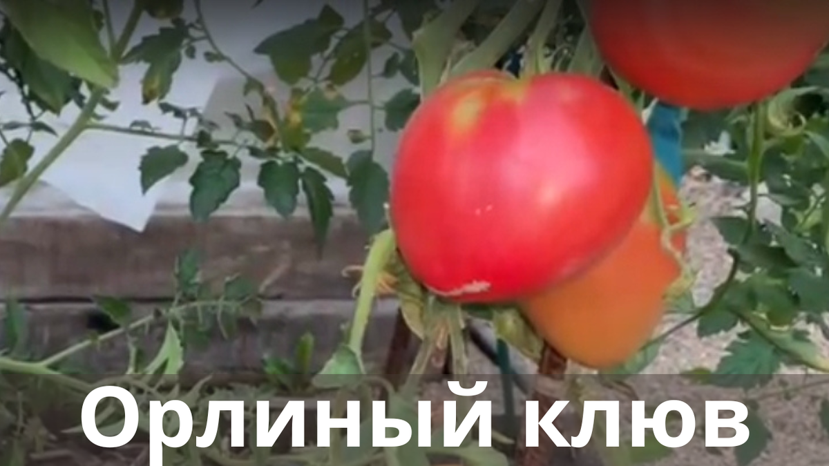 Лучшие сорта томатов для теплицы в Сибири: как правильно посадить семена, выращивание крупных и сладких помидоров в теплице из поликарбоната