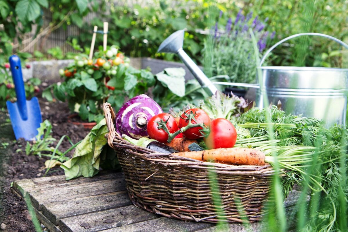 урожай на грядке. сад и огород. огород на даче. сад огород 2024 год. сад с фруктами.