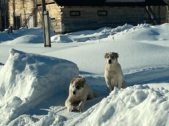     Фото: "Life Кожевниково"
