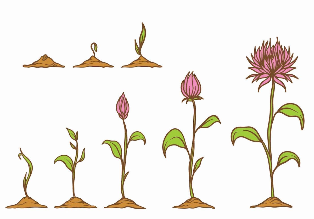 Значение процесса цветения в жизни растения. Рост цветка. Этапы роста цветов. Фазы роста цветка. Цветы растут.