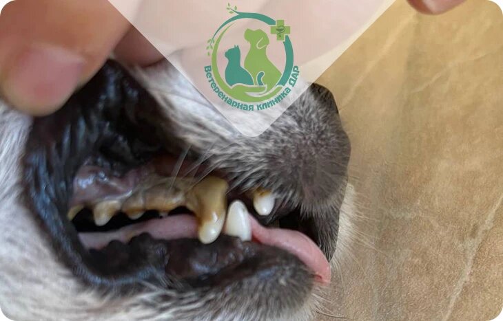 Ветклиника ДАР - Категория: Собаки
Зубной камень – это твердый налет, который возникает из-за минерализации мягких зубных отложений. Он виден невооруженным глазом или находится под десной.