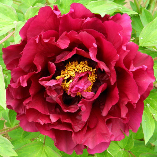 Древовидный пион Mo Lang