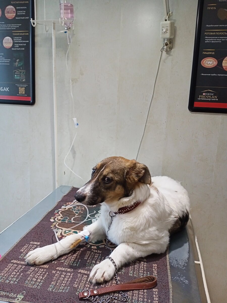 Благодаря вашей помощи эта собака пережила кризис, теперь отъедаеься и становится все более активной. 