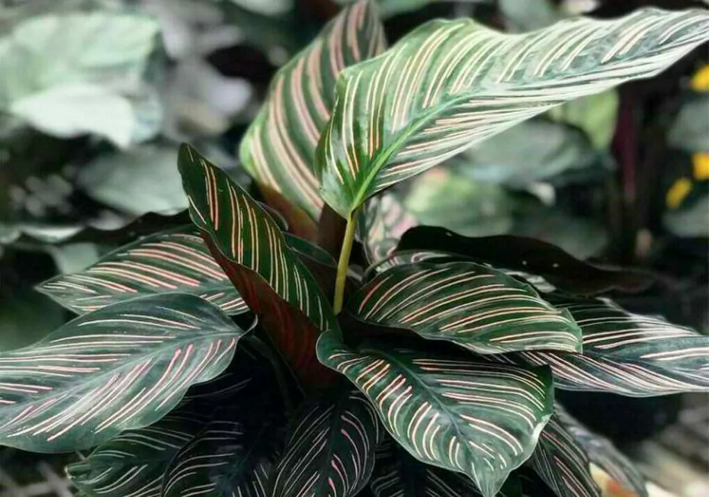 Калатея виды и сорта фото с названиями. Калатея Ornata. Calathea сандериана. Калатея сандериана орната. Калатея Бахема.