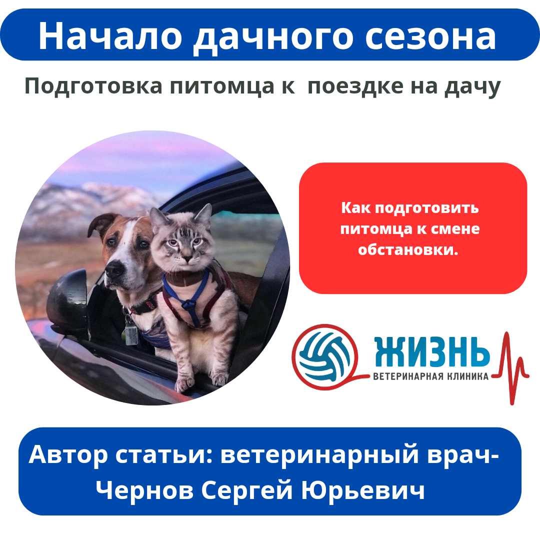 Подготовка питомца к дачному сезону.