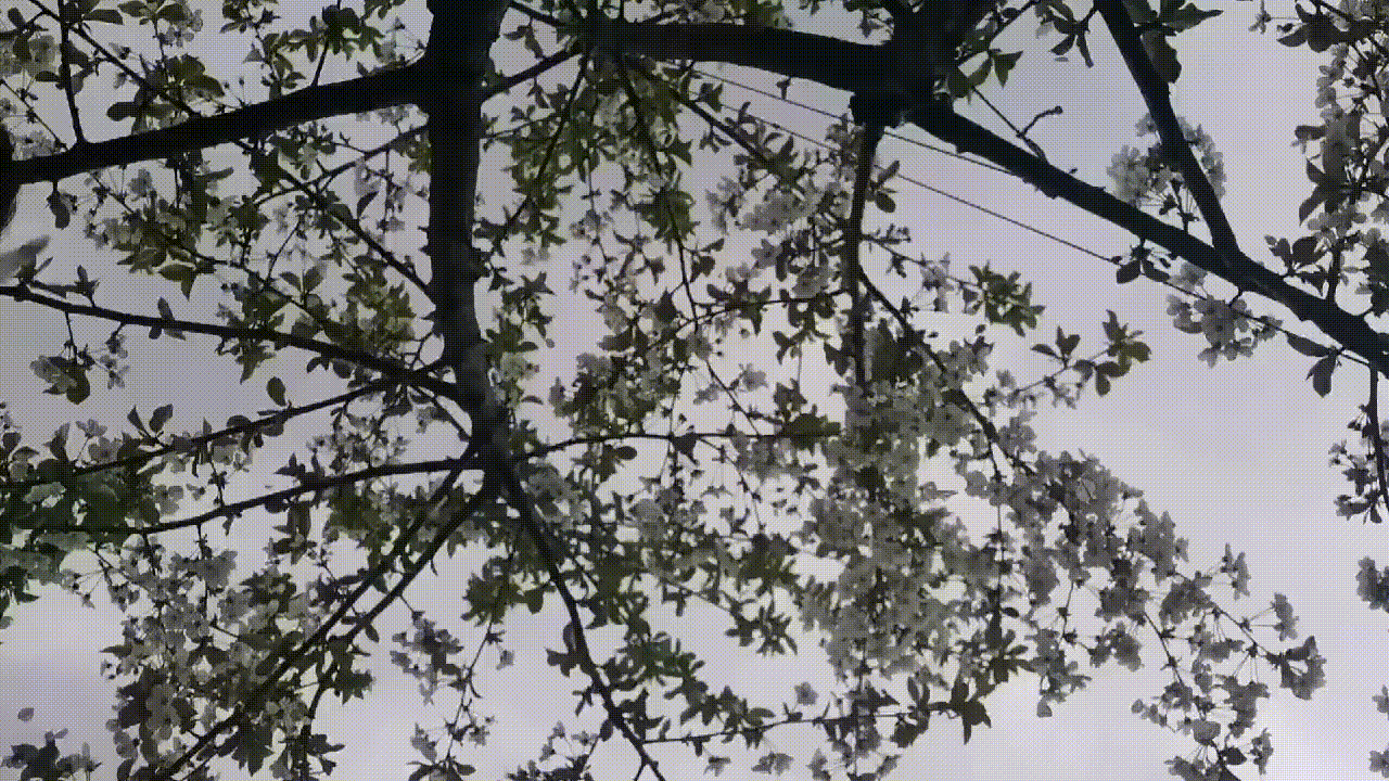 Белые мухи из лепестков