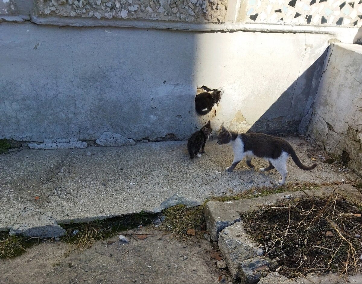 Кошка с котятами  в подвале. С ними живут ещё несколько котов.