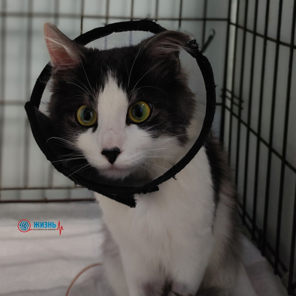 Кот с острой задержкой мочи на стационаре в ветеринарной клинике в Калуге "Жизнь"