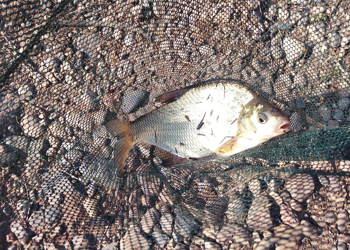 Лещ и подлещик отлично клюют на перловку в течение всего лета