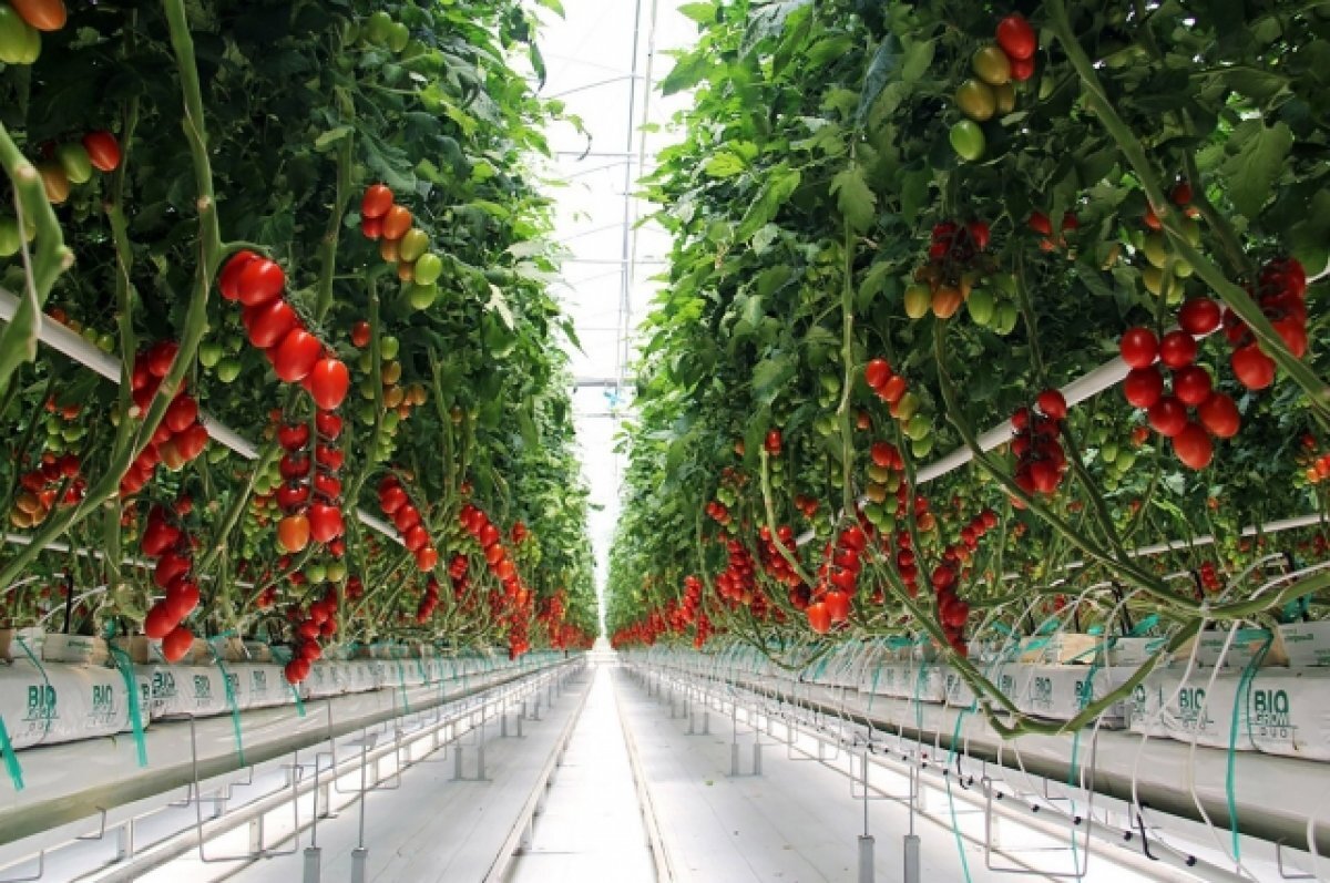    Белоруссия предлагает Приморью доступные продукты и мебель