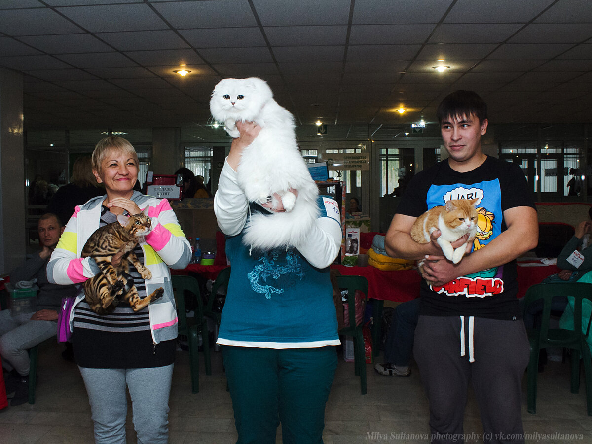 Кася - лучшая кошка выставки!