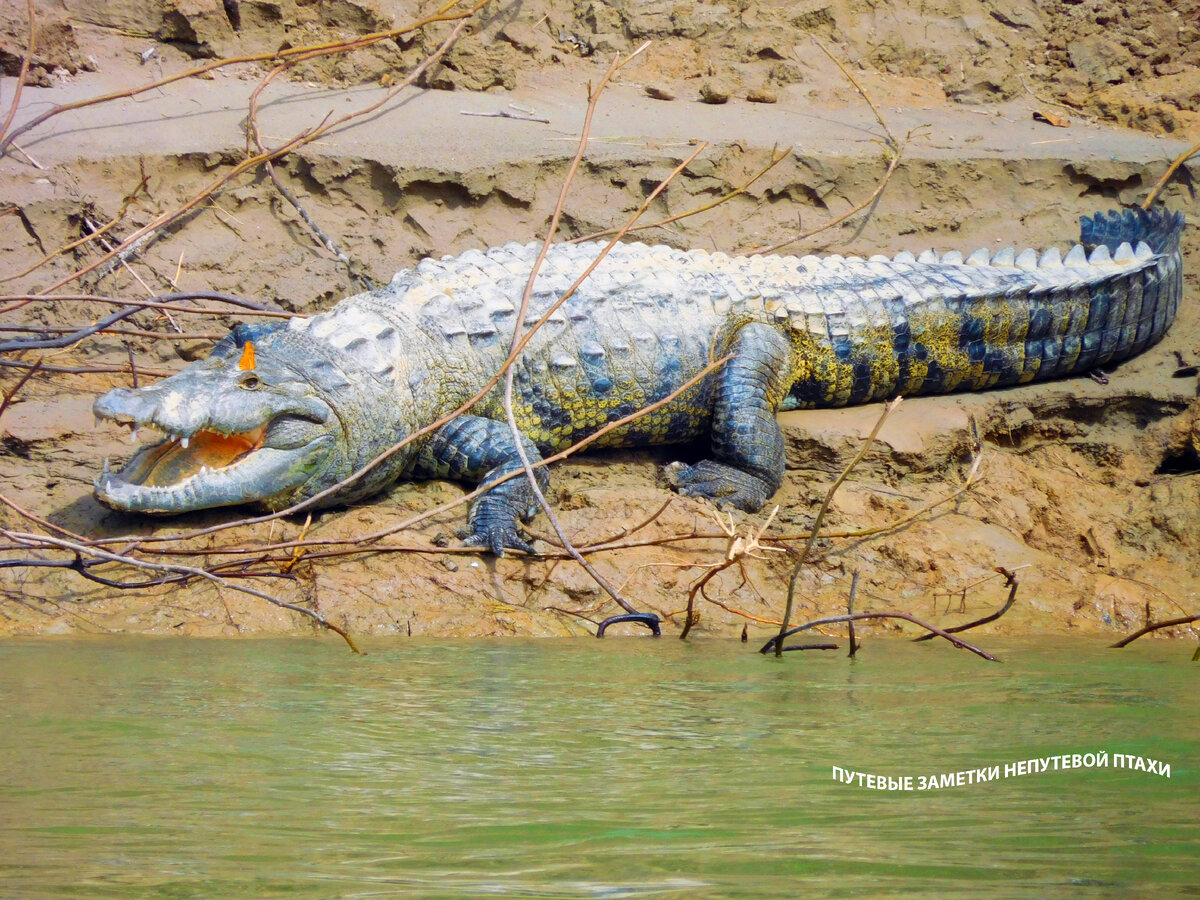 Фото автора. Это другой мой знакомый Гена. Чуть пожирнее и побольше. Видимо, в дикой природе вкуснее еда, чем гамбургеры с картошкой фри.