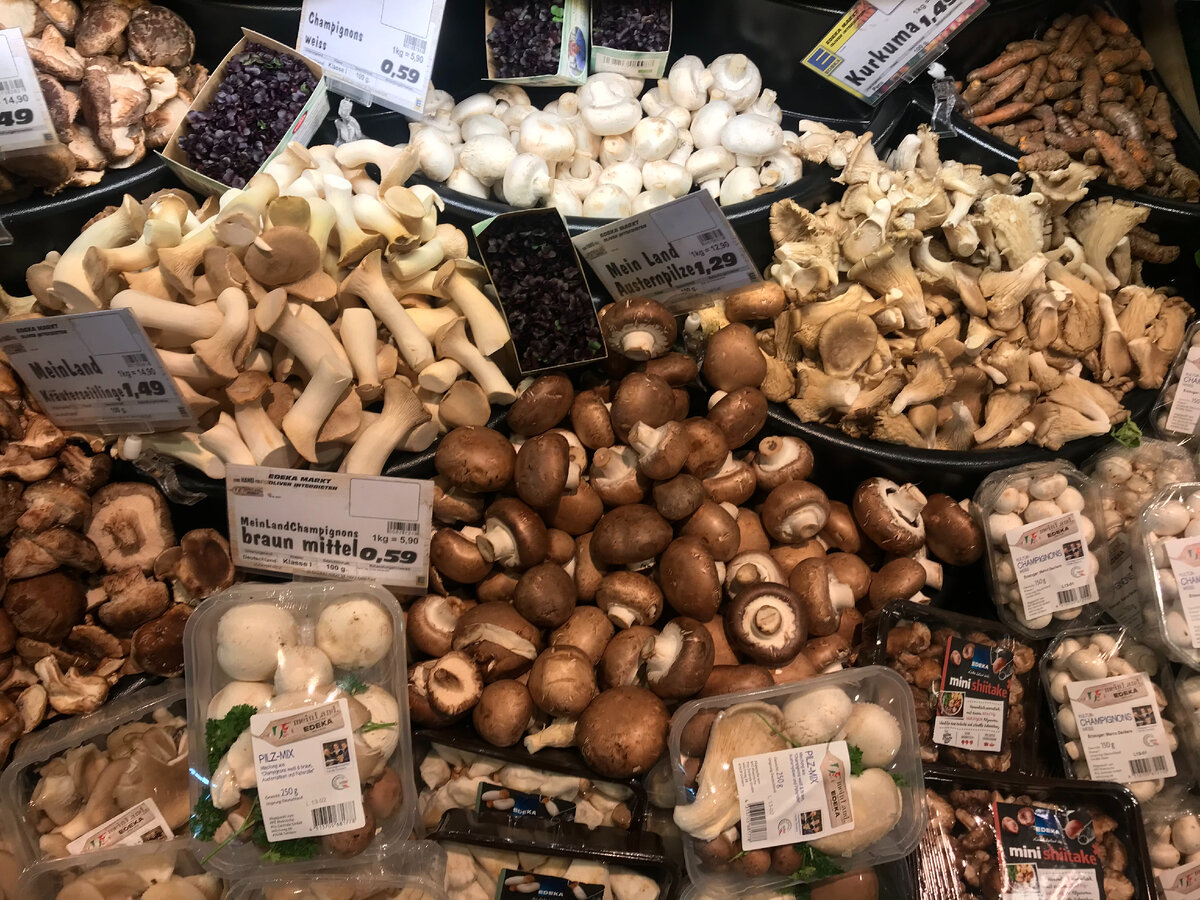 Какое разнообразие только грибов. На растительном питании, точно нет недостатка продуктов.