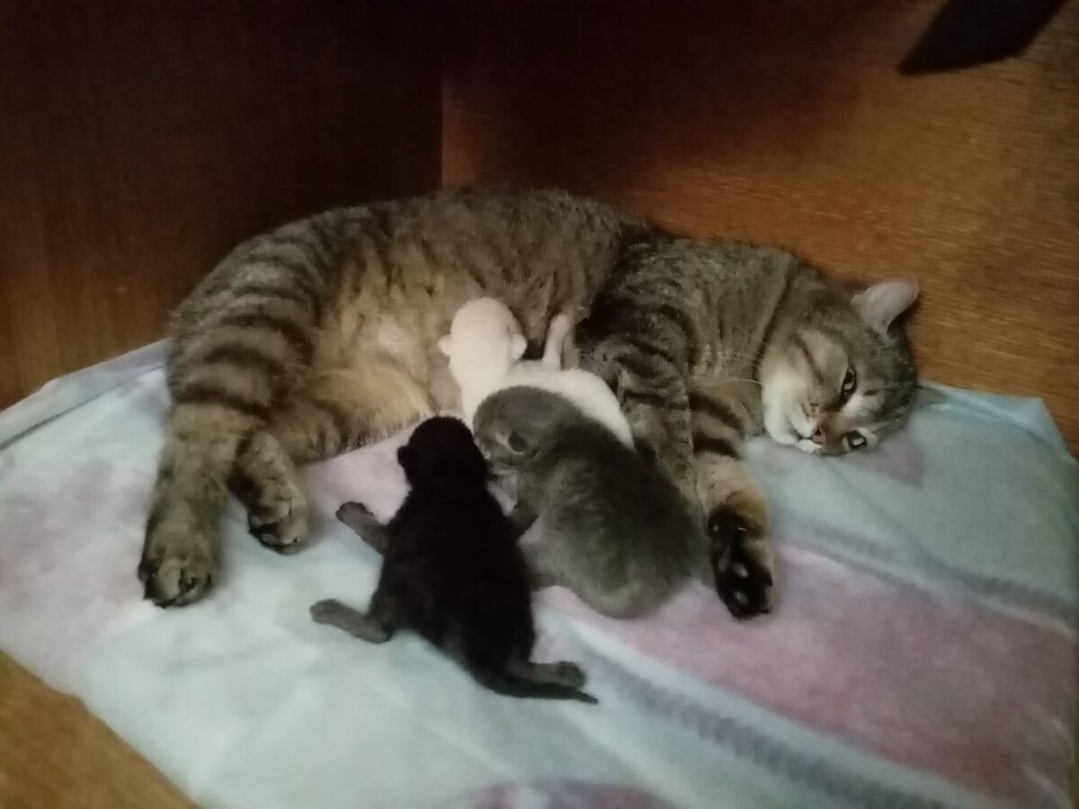 Кошечка с котятами