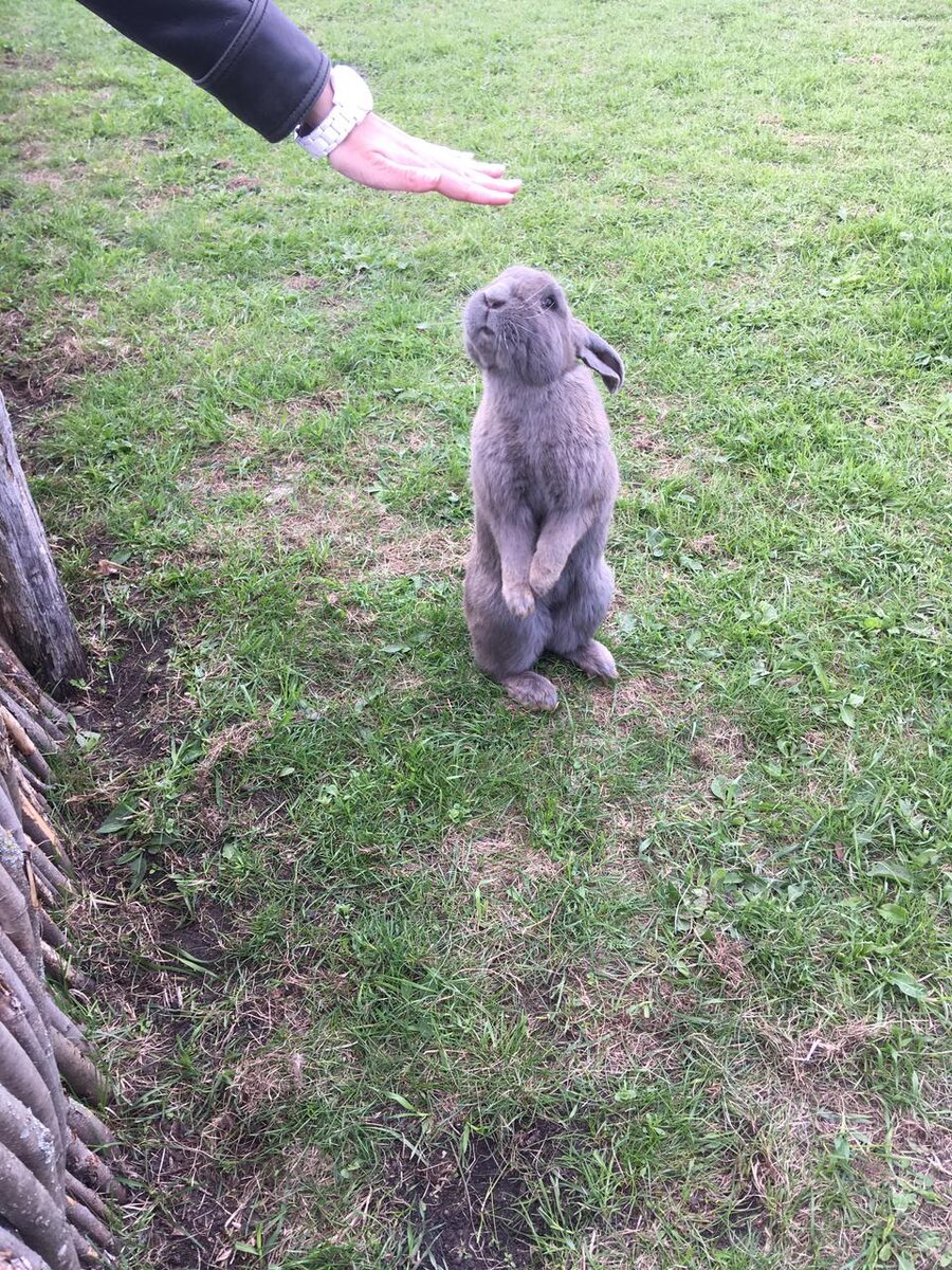 А вот зайцы в зоопарке настолько привыкли к угощениям, что даже научились вставать на задние лапы.  Угощения для животных можно купить в кассе зоопарке  (150 рублей за пакет).