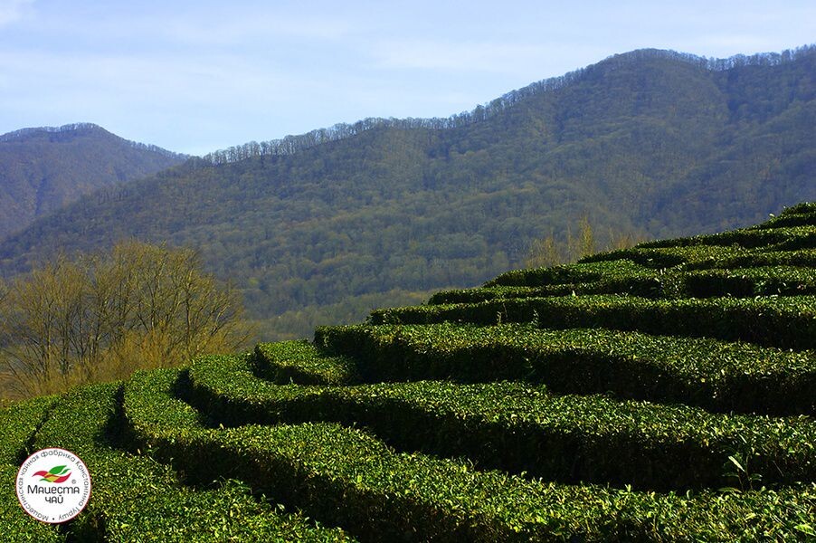 Чайные плантации. Мацеста чай.