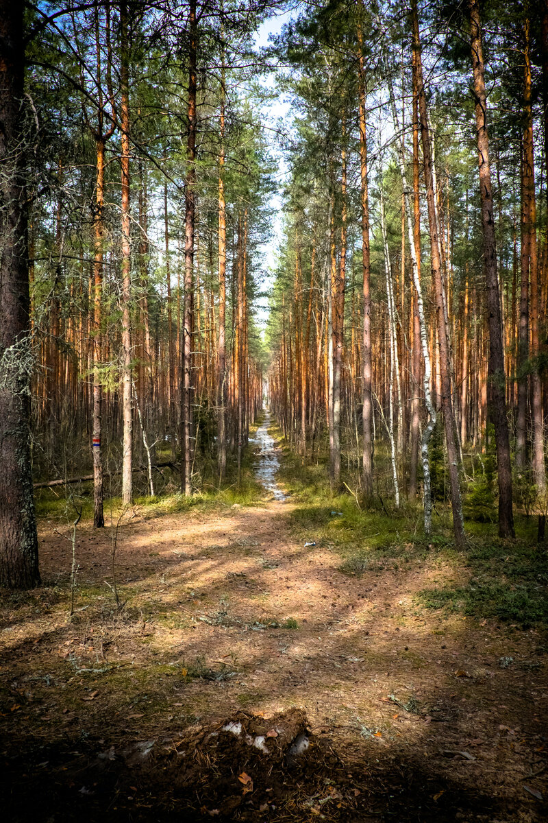 Кострома