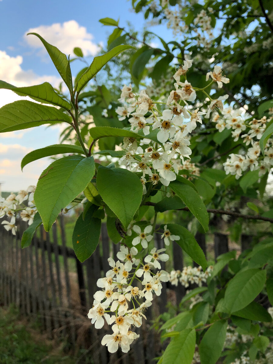 Черемуха отцветает. Фото автора