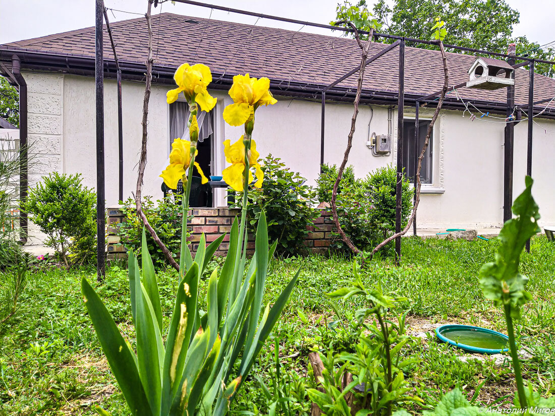На фото: прекрасные жёлтые ирисы начинают цвести в нашем саду одними из первых.